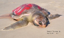 dead turtle pic shirley tillman