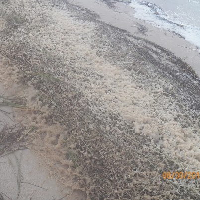 muck on MS beach